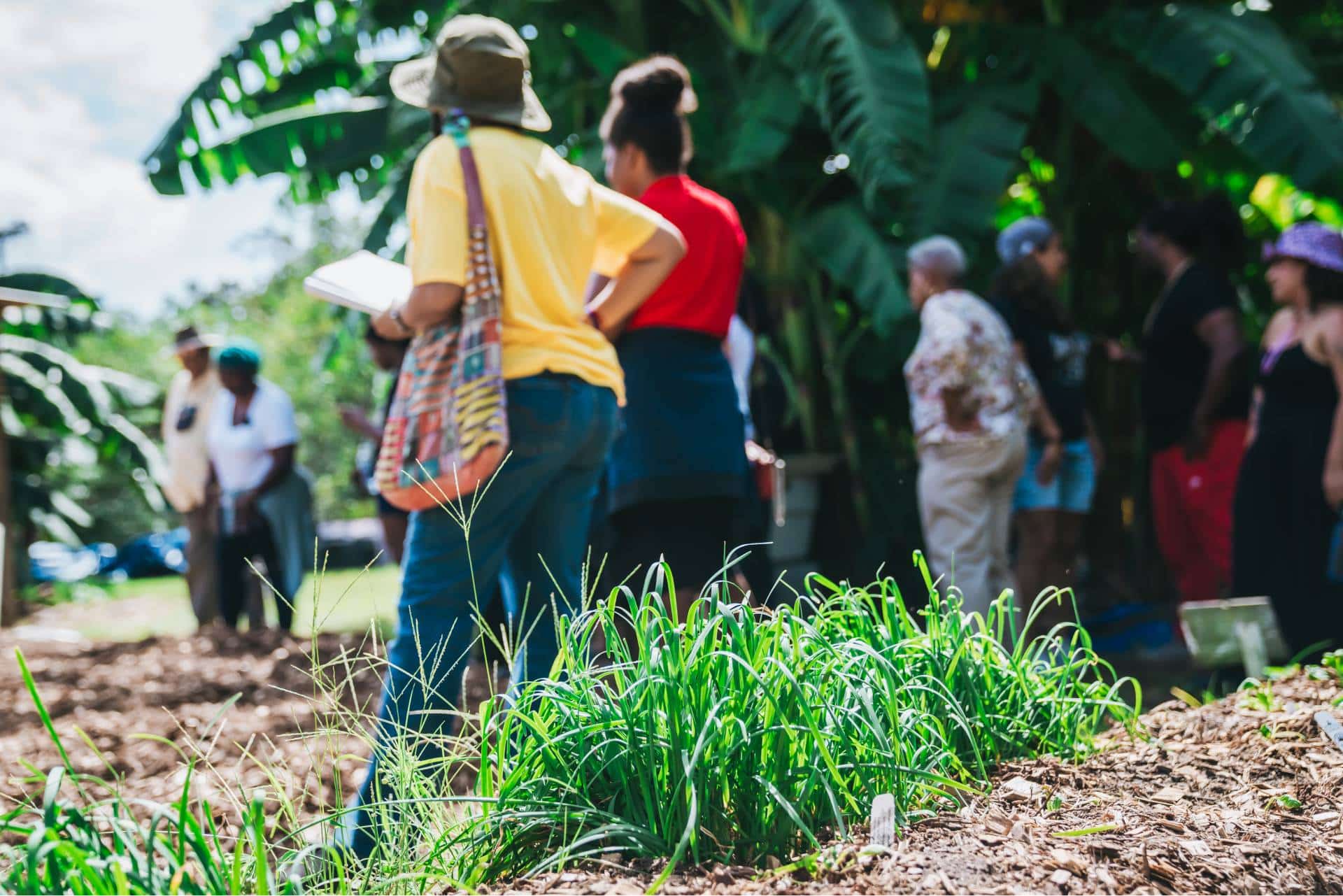 closeup photo of grass and a group of equitable food oriented development members taking a tour on an organic farm