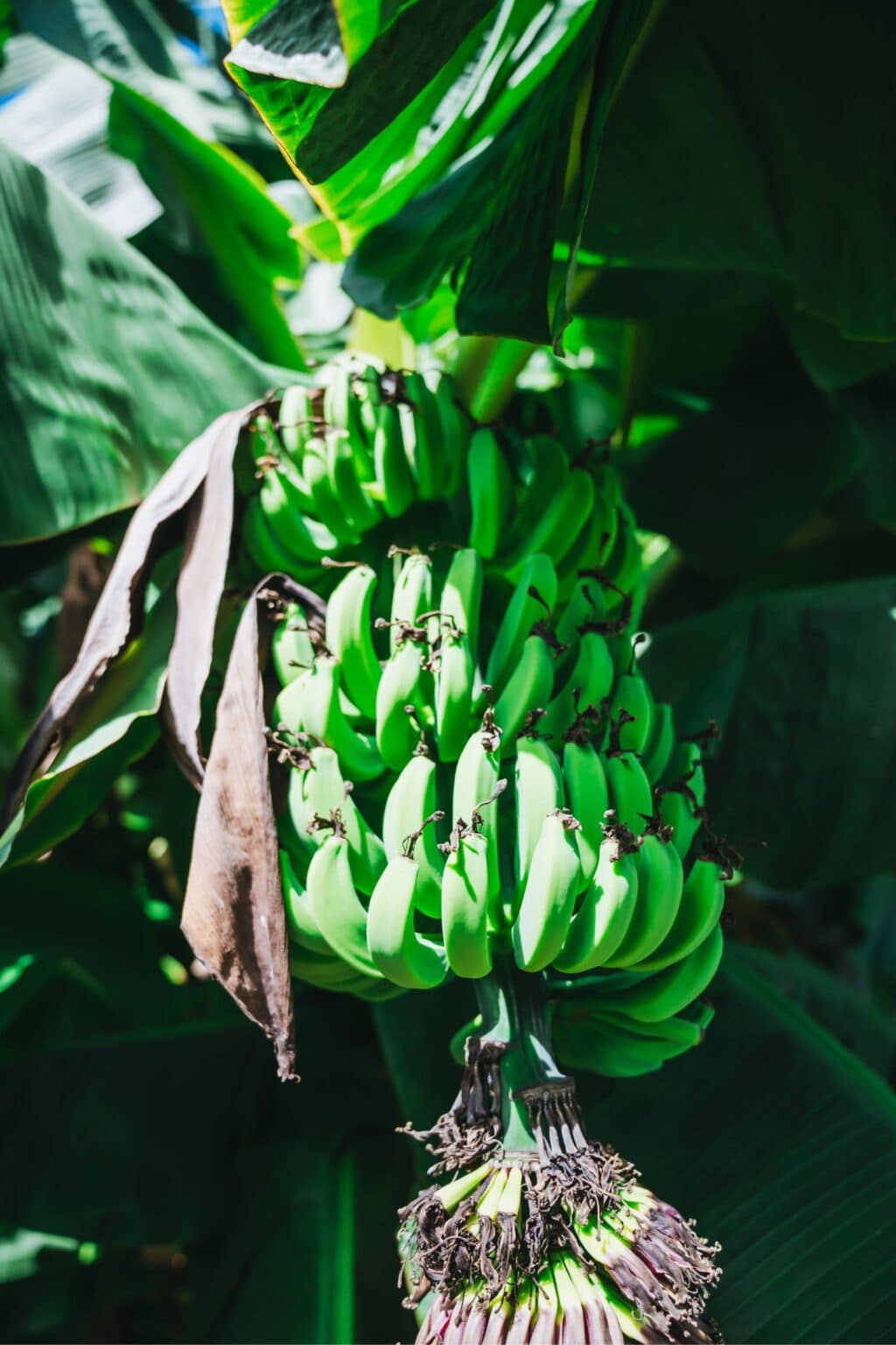 green organic bananas growing on an efod member farm in south carolina