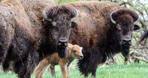 Buffalo First